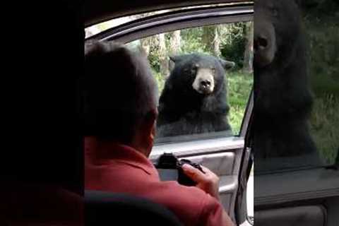 Bears Being Silly and It’s Hilarious 😁 #animal #funny #shorts
