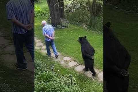 Bear Suddenly Think They Are Human! #animal #bears #shorts