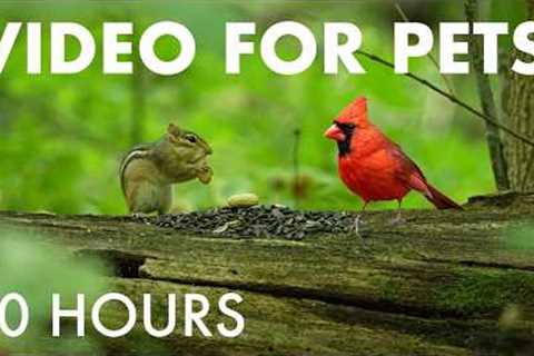 Cat TV for Pets to Watch 🐱 - 10 Hours of Chipmunks, Birds and Forest Friends - Aug 24, 2026