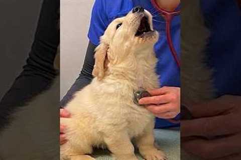 These DRAMATIC Dogs Accidentally Realize They're at the Vet 🤣 #vet #dog #shorts #dogatvet
