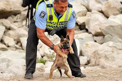 I got a Police Puppy but God accidentally gave me a Little Comedian! 🤣Funny DOG of 2026