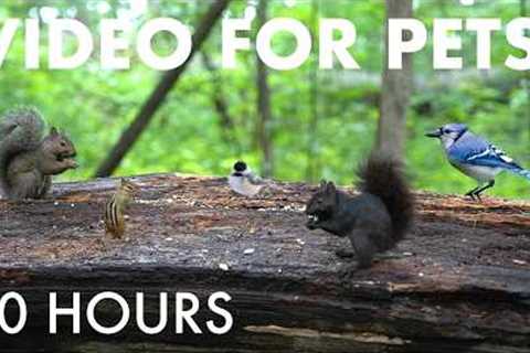 Birds, Squirrels and Animals in the Forest - 10 hour Cat TV for Pets to Watch 🐱 - Aug 25, 2026