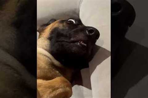 So you think you want a Malinois #dog #belgianmalinois #fyp #foryou #funnydog #funny