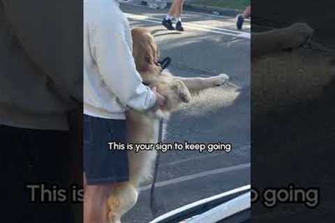 This would be the HIGHLIGHT of the marathon for me! 🏃‍♀️🐕💞#Dogs #Puppy #GoldenRetriever