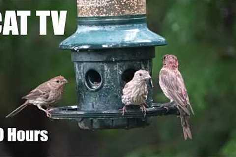 Relaxing Video for Pets and People - 10 Hours of Backyard Birds Singing in the Rain - Aug 26, 2026