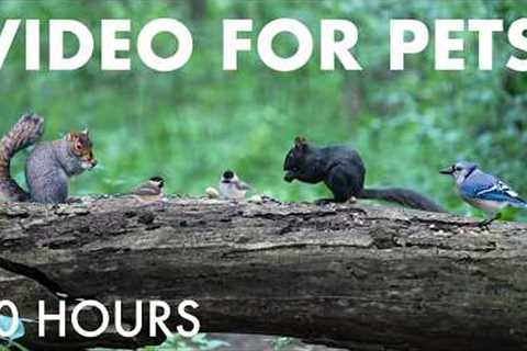 Cat TV for Pets to Watch 🐱 - Birds, Chipmunks and Squirrels in a Canadian Forest - Aug 27, 2026