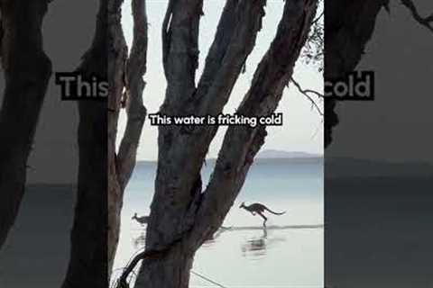 Hilarious Wild Kangaroos Hop Across Water in Perfect Unison