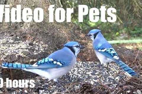 Cat TV for Pets to Watch 🐱 - 10 Hours of Blue Jays, Ravens and Cute Critters - Aug 28, 2026