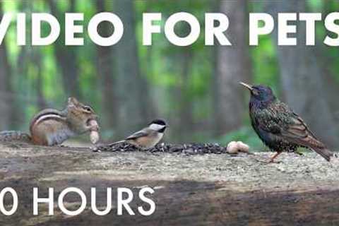Saturday Morning Cartoons for Pets 🐱 - 10 Hour Forest Friends Edition - Aug 29, 2026