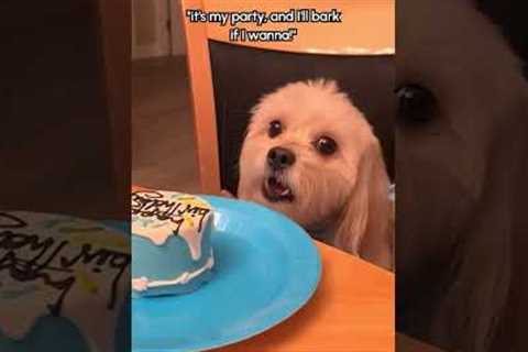 Celebrating Our Dogs Birthday!