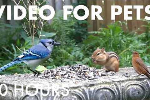 Sunday Morning Brunch for Birds, Squirrels and Chipmunks - 10 Hour Cat TV for Pets - Aug 30, 2026