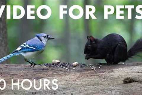 Cat TV for Pets to Watch 🐱 - 10 Hours of Birds, Squirrels and Forest Friends - Aug 31, 2026