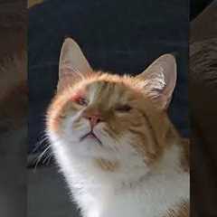 Blind Cat Enjoys Warm Spot of Sunshine
