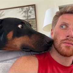 When Your 130-Pound Dog Thinks He’s The Tiniest Dog!