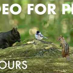 Chipmunks, Birds and Squirrels in a Canadian Forest - 10 Hour Cat TV for Pets 🐱 - Sept 01, 2026