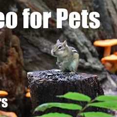 Cat TV for Pets to Watch 🐱 - Chipmunks and Forest Friends Among the Wild Mushrooms - Sept 02, 2026
