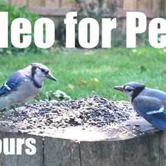 Relaxing Video for Pets and People - 10 hours of Chipmunks, Jays and Backyard Birds - Sept 03, 2026
