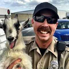 When Hilarious Animals Decide To Mess With The Cops! 🤣 👮