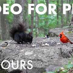 Woodpeckers, Cardinals and Animals in the forest - 10 Hour Cat TV for Pets 🐱 - Sept 04, 2026