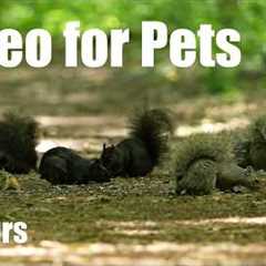 Cat TV for Pets to Watch 🐱 - 10 hours of Birds, Squirrels and Forest Friends - Sept 05, 2026