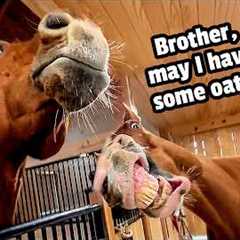 My Horses Are Conspiring Against Me | Funny Horse Video Compilation