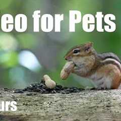 Sunday Morning Brunch for Hungry Birds and Chipmunks - 10 Hour Cat TV for Pets 🐱 - Sept 06, 2026