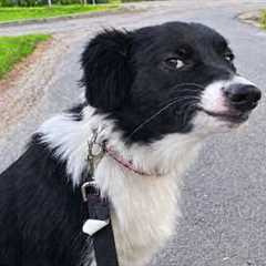 Don’t Let Their Smarts Fool You... These Border Collies are Hilarious! 🤣