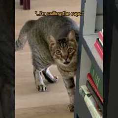 “What are you doing in my HoUsE?!” - 🐈‍⬛ #Cat #Funny #CatShorts #Pets