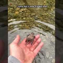 Did you know bats can swim?! 🤯