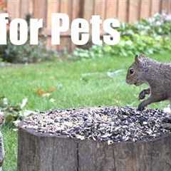 Cat TV for Pets to Watch 🐱 - 10 Hours of Chipmunks, Birds and Squirrels - Sept 07, 2026
