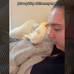 This is cannoli. She loves to play this game with her mom! #Bird #Cockatiel
