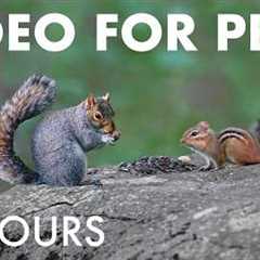 Cat TV for Pets to Watch 🐱 - 10 Hours of Birds and Forest Friends in Harmony - Sept 08, 2026