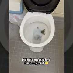 Frog Found Hiding Inside Toilet 🐸😱