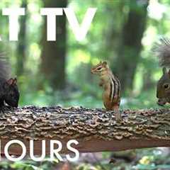 Cat TV for Pets to Watch 🐱 - Birds, Chipmunks, Squirrels and Forest Friends - Sept 10, 2026