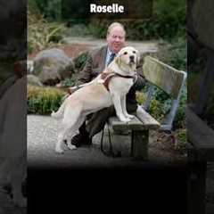 Remembering The Working Dogs of 9/11