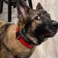 They Look Tough... But These Malinois Are Absolute Comedians 🤣Funny BELGIAN MALINOIS