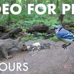Relaxing Video for Pets and People - 10 Hours of Birds, Squirrels and Forest Friends - Sept 11, 2026