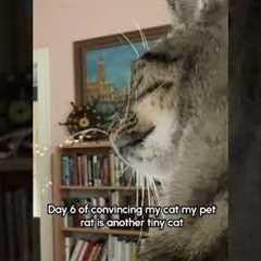 Sweet Cat Gently Reaches For Pet Rat