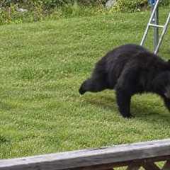 The Unbelievable Things Wild Animals Do in Your Backyard…😂