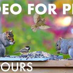 Saturday Morning Cartoons for Pets 🐱 - 10 Hours of Backyard Birds and Squirrels - Sept 12, 2026