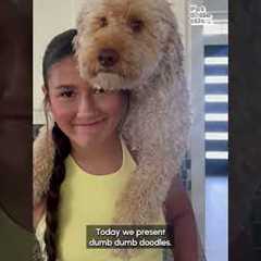 Hilarious Doodle Videos #Dogs #Pets #Funny