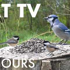 Sunday Morning Brunch for Birds, Squirrels and Chipmunks - 10 Hour Cat TV for Pets - Sept 13, 2026
