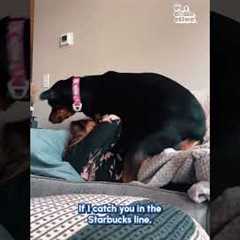 Happy #NationalHugYourHoundDay!