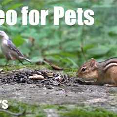 Chipmunks, Woodpeckers and Forest Friends - 10 Hour Cat TV for Pets to Watch 🐱 - Sept 14, 2026