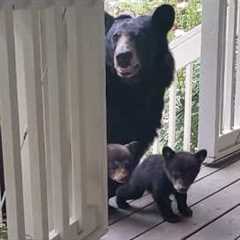 When Mama Bears Proudly Show Off Their Babies 💖🐻