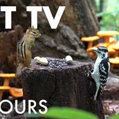 Cat TV for Pets to Watch 🐱 - Birds, Chipmunks and Mushrooms in the Forest - Sept 15, 2026