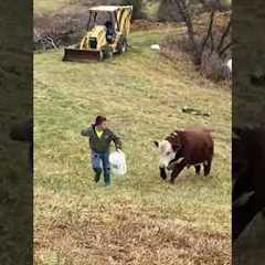 Don’t Forget That Farm Animals Are Dramatic Too! 😂 #animal #shorts