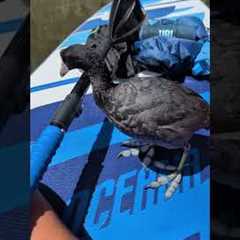 Curious Bird Hops On Person's Paddleboard And Shows Off Babies 🤩