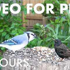 Cat TV for Pets to Watch 🐱 - 10 Hours of Squirrels, Chipmunks and Backyard Birds - Sept 16, 2026
