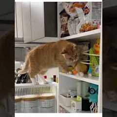 Mischievous Orange Cat Knocks My Stuff Off Shelf